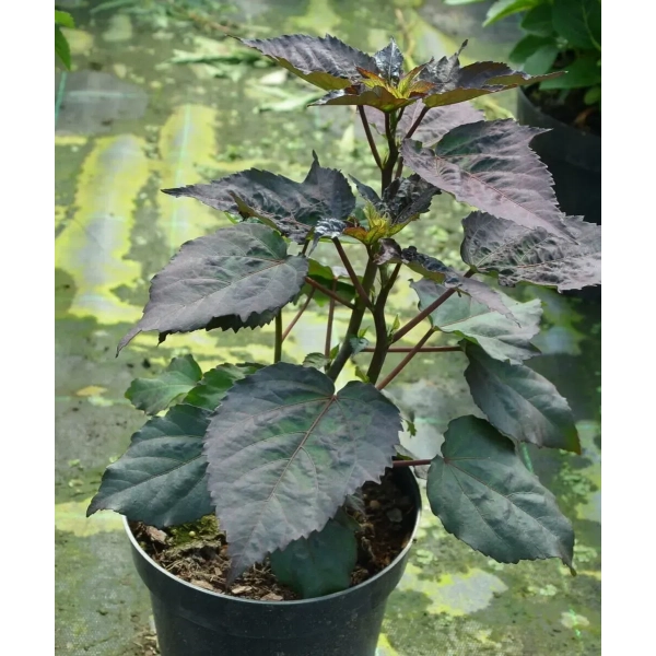 Hibiskus bagienny Summerific® ‘Holy Grail’ – gigantyczne kwiaty